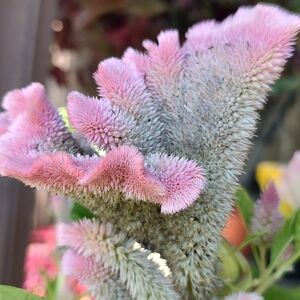 Meet your Posher, Rishelle